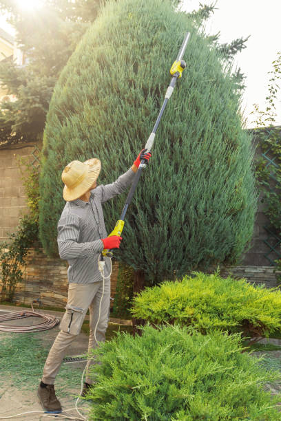 How Our Tree Care Process Works  in Stepney, CT